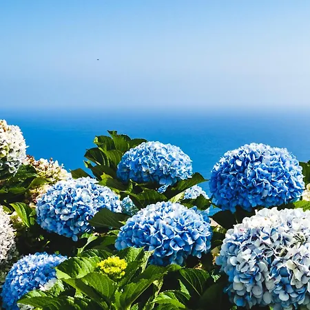 Ourmadeira - Seaview Apartment, Countryside