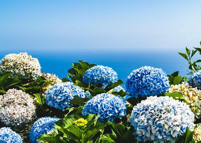 Ourmadeira - Seaview